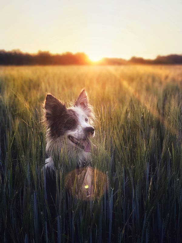 Dog in barley by Manon Fosburgh