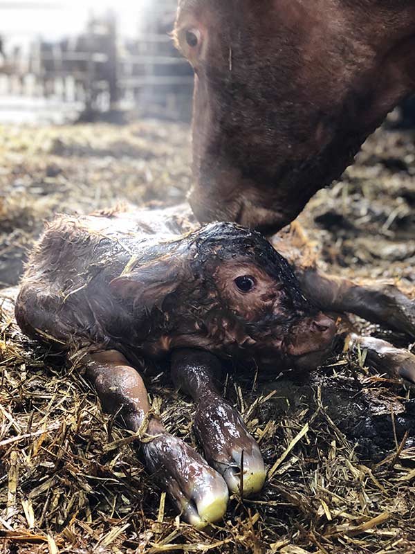 Evie Readman cow and calf