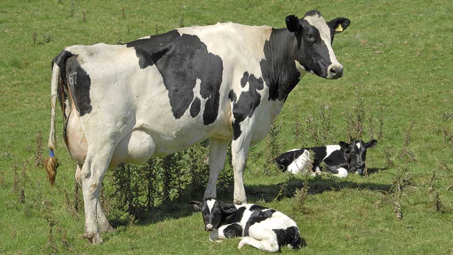 What causes twins in dairy cows and how to prevent it - Farmers Weekly