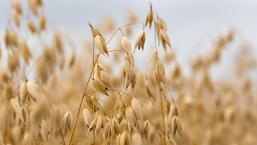 New advice on how to raise spring oat yields - Farmers Weekly