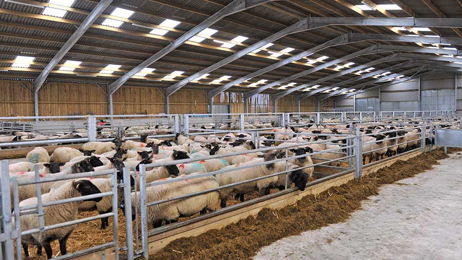 The shed is purpose-built for lambing, but can accommodate beef cattle too