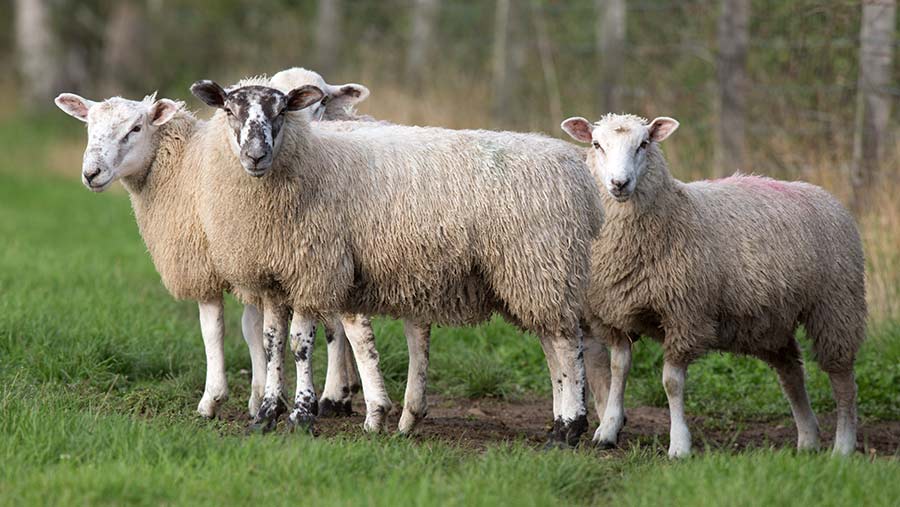 Pasteurellosis has been diagnosed on sheep farms in lambs © Tim Scrivener