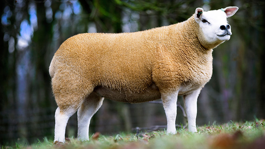 A Texel sheep stands in a field