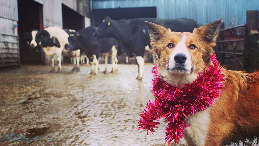 Bruno farm dog with tinsel