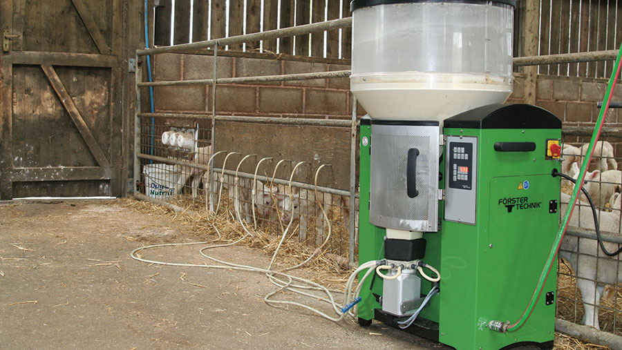 automatic grain feeder for sheep