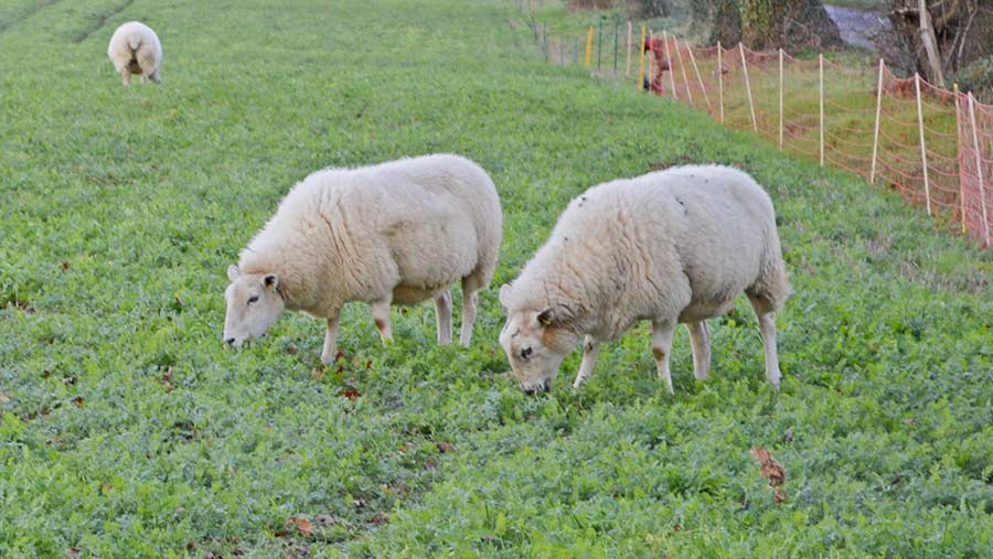 Sheep grazing vetch/rye cover crop