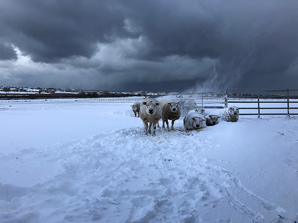 Snow storm with sheep by Beth Mellor