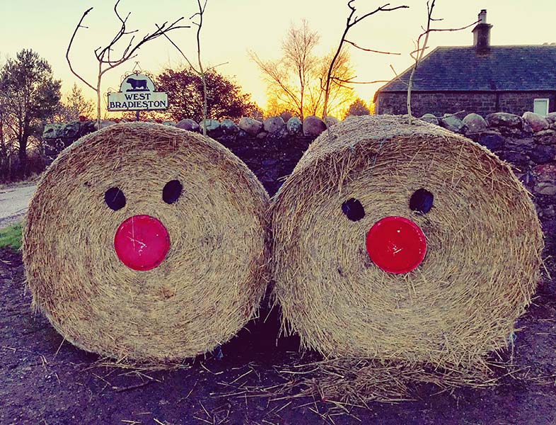 Xmas decorated bales