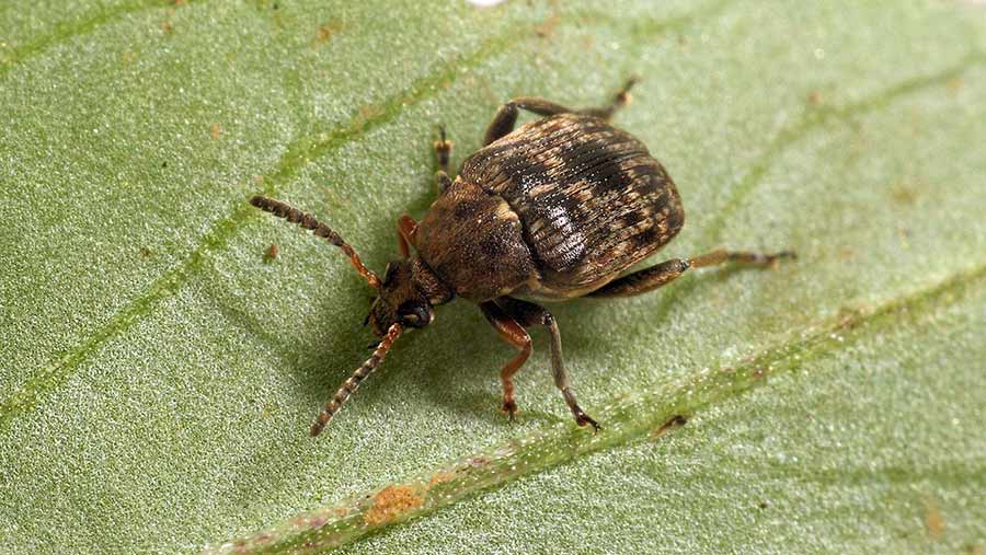 An adult bruchid beetle on a bean leaf