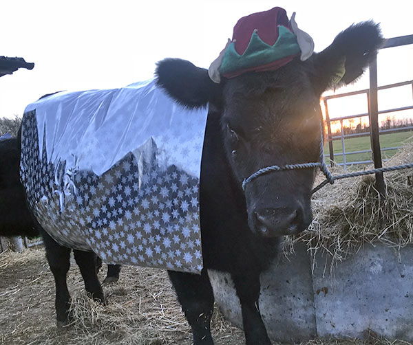 Cow wrapped up for Christmas