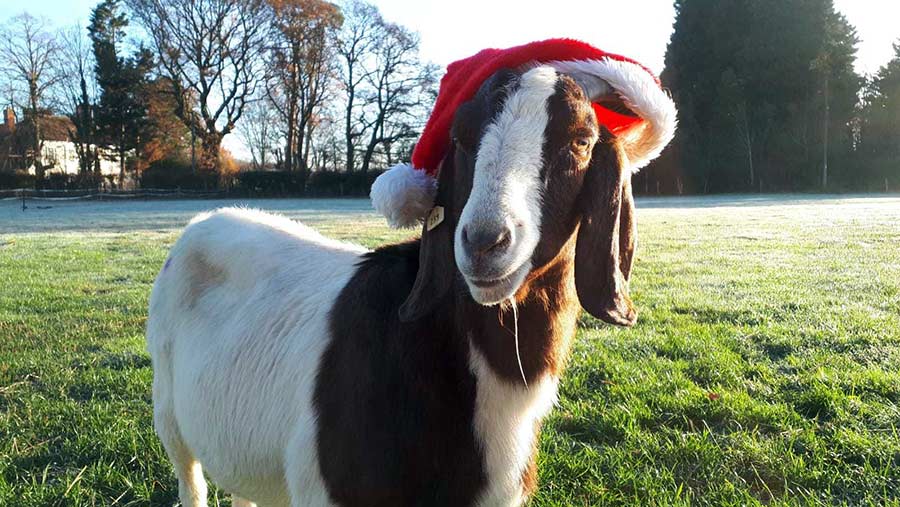 Goat in Christmas hat