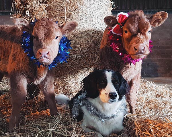 Mylo, Spot and Nelly getting into the Christmas spirit by Keely Mitchell