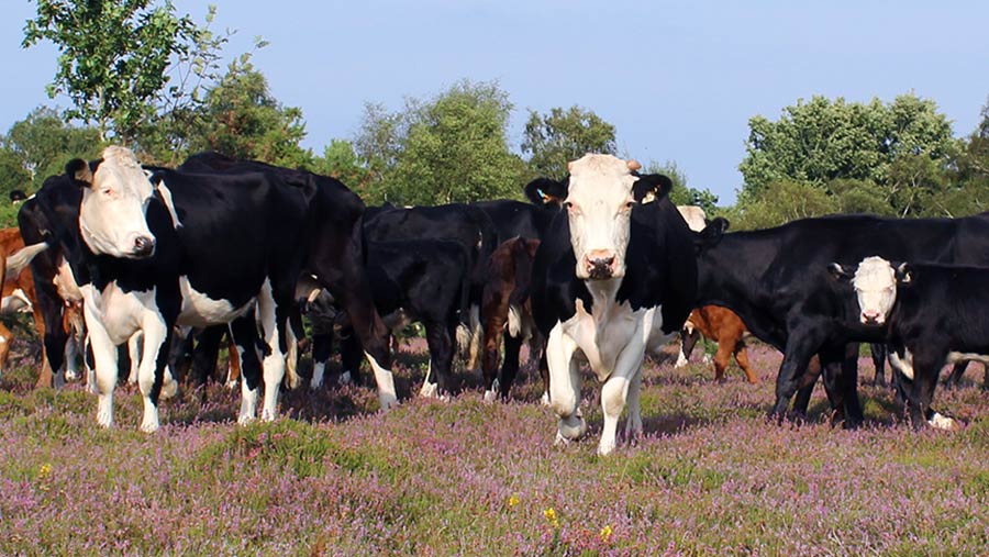 Cattle in the New Forest © Oli Hill/RBI