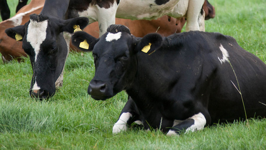 How Once A Day Milking Can Be As Profitable As Twice Farmers Weekly