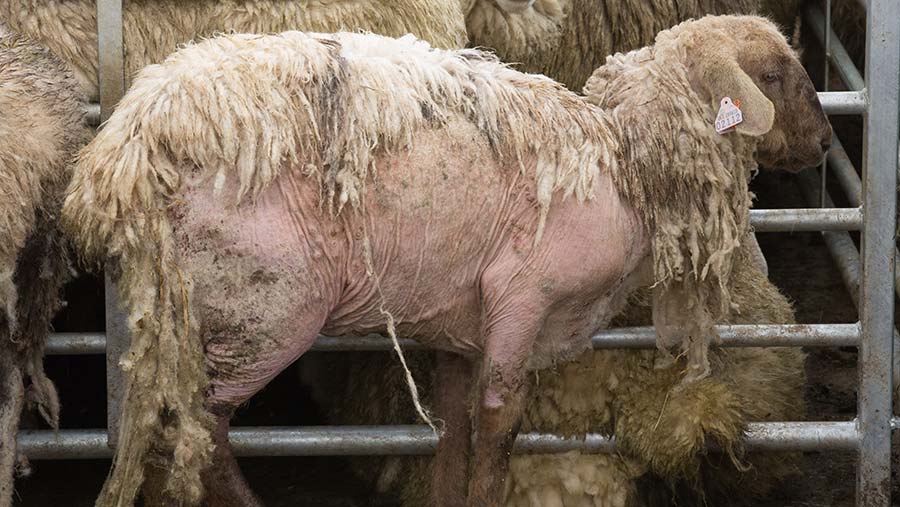 Wales commits £5m to tackle sheep scab on farms - Farmers Weekly