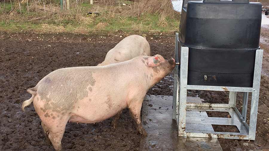 Pig drinking from a water tank