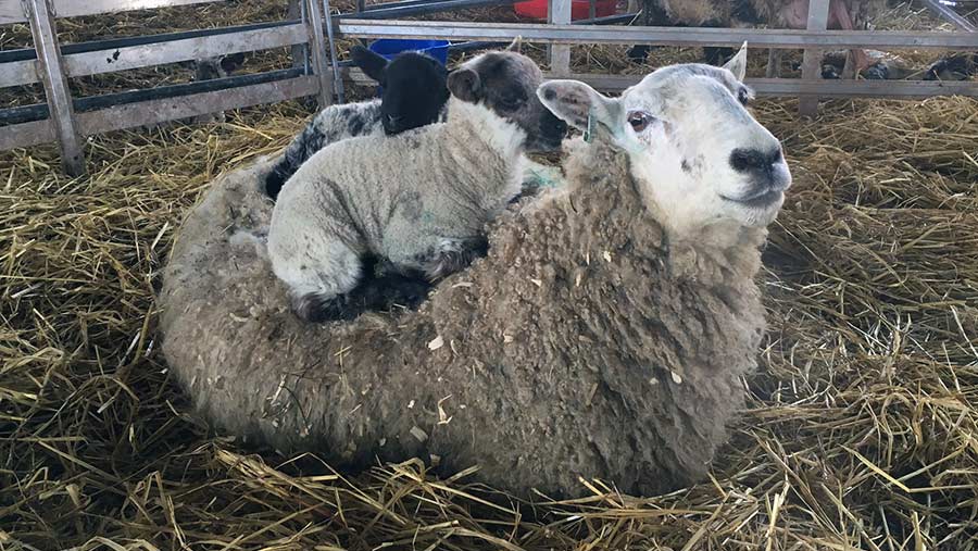 Lambs on ewe's back