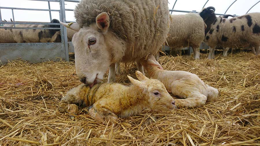 Ewe with twin lambs