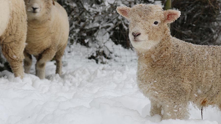 Lamb in snow