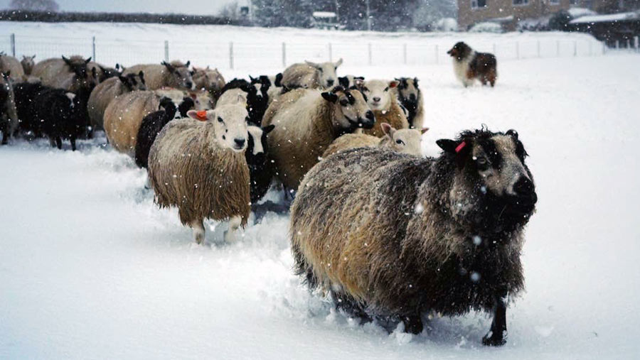 Sheep in snow