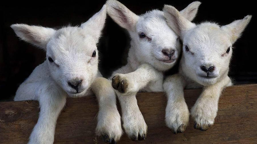 Lamb triplets