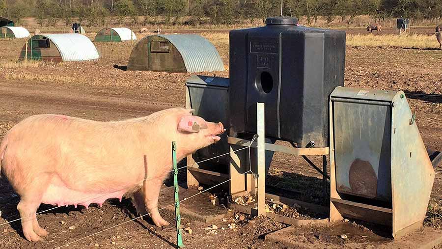 A sow drinks from a water tank