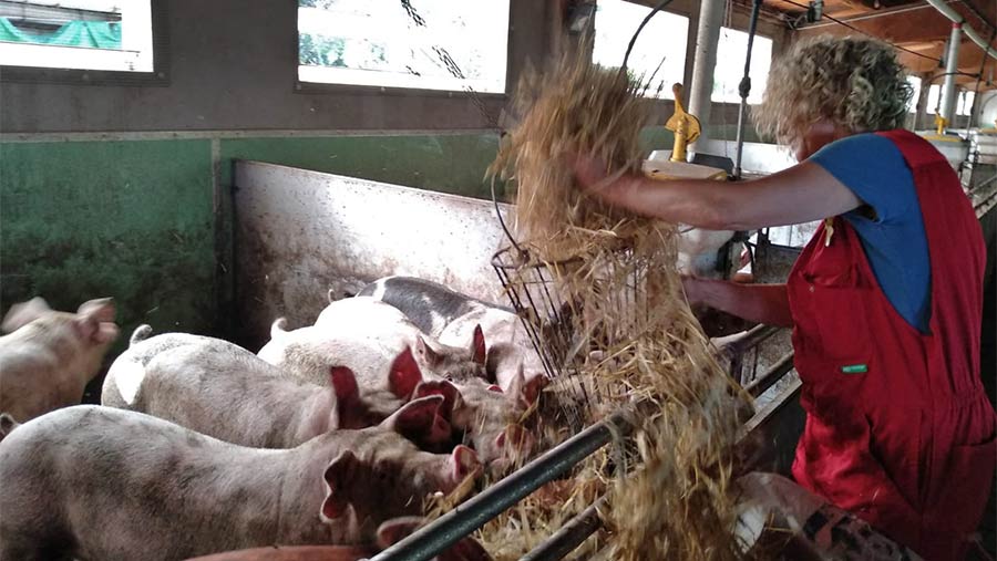 Spanish farmer Rosa Centellas-Vilaseca in her pig shed