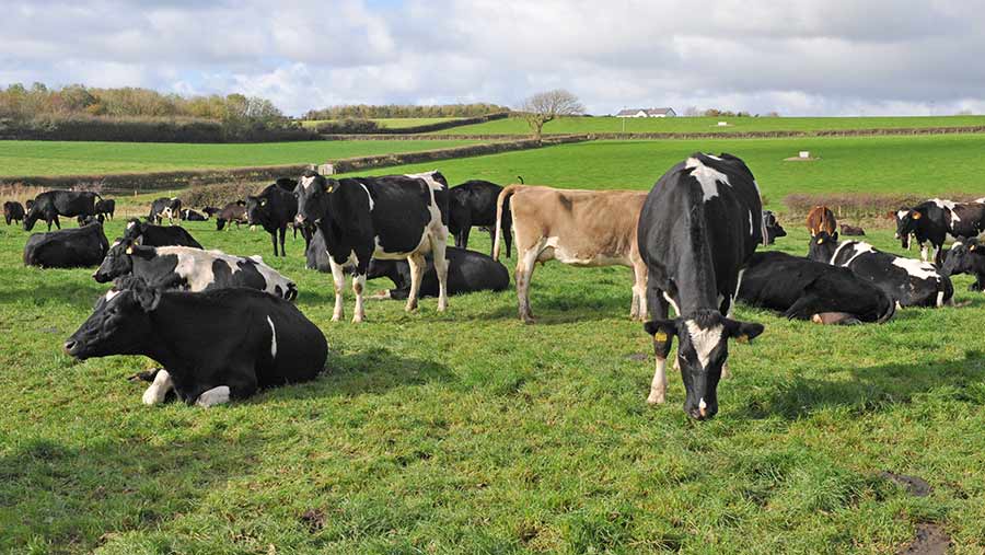 cows in field