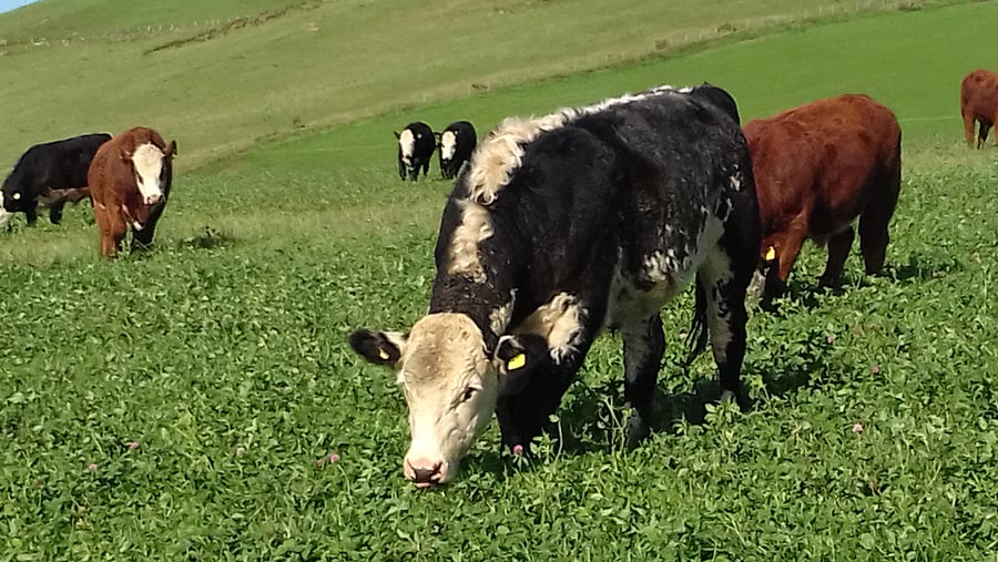 Dafydd Jones' cattle on red clover