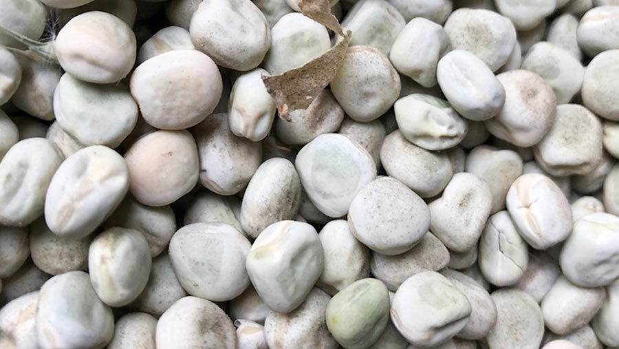 Close-up of marrowfat peas
