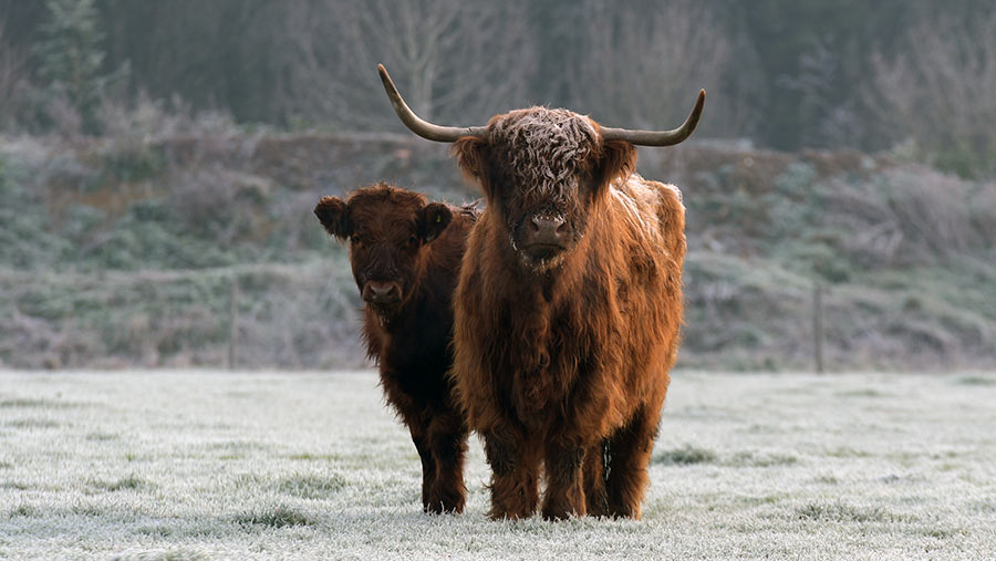 Highland cows on frosty morning