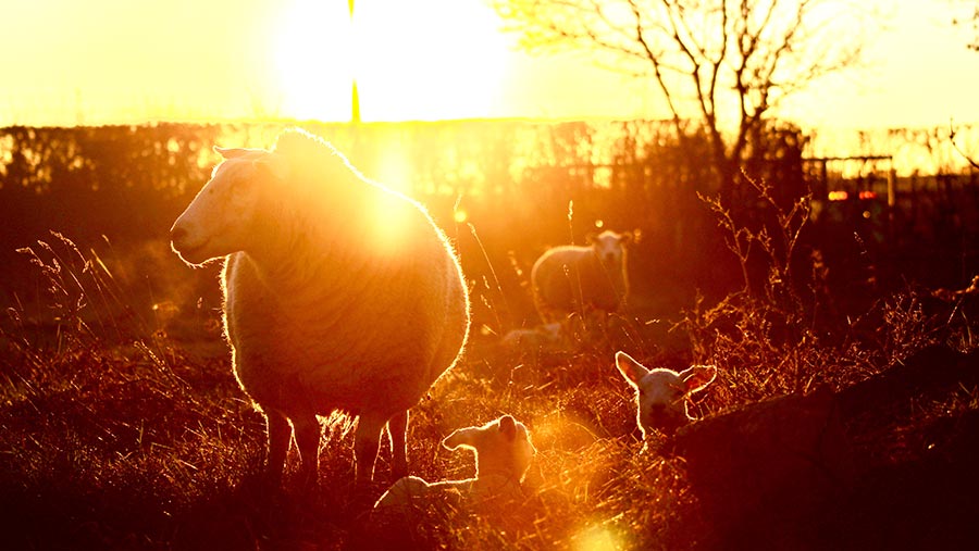 Ewe with two newborn lambs by Richard heady