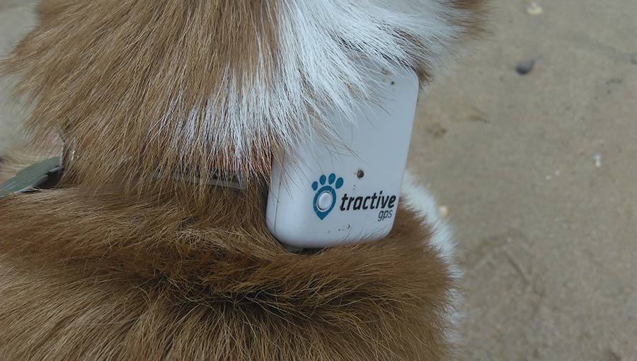 Pod 3 dog tracker cheap uk