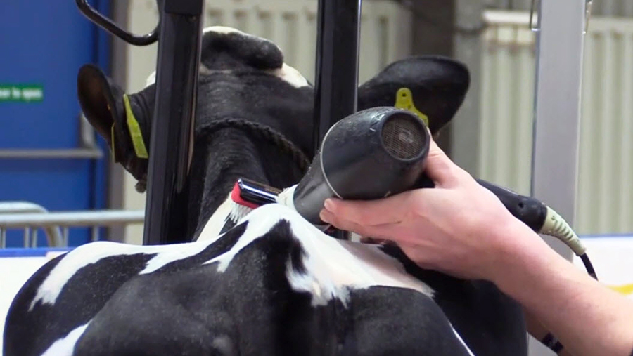 Video A guide to preparing and clipping a calf for the show ring