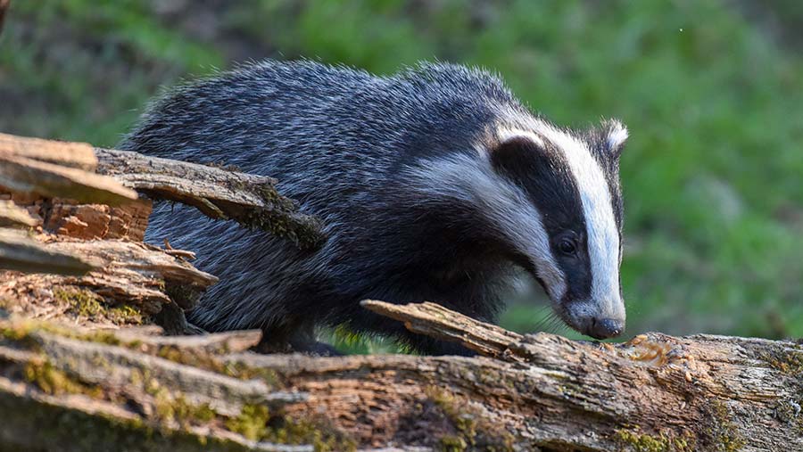 No Further Action After Badger Cull Farms Leaked Farmers Weekly