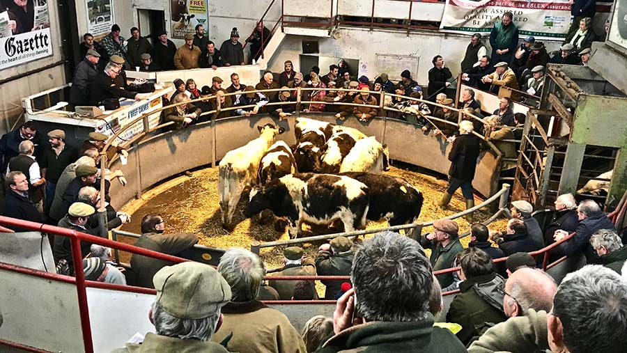 Cattle sale at Shaftesbury mart