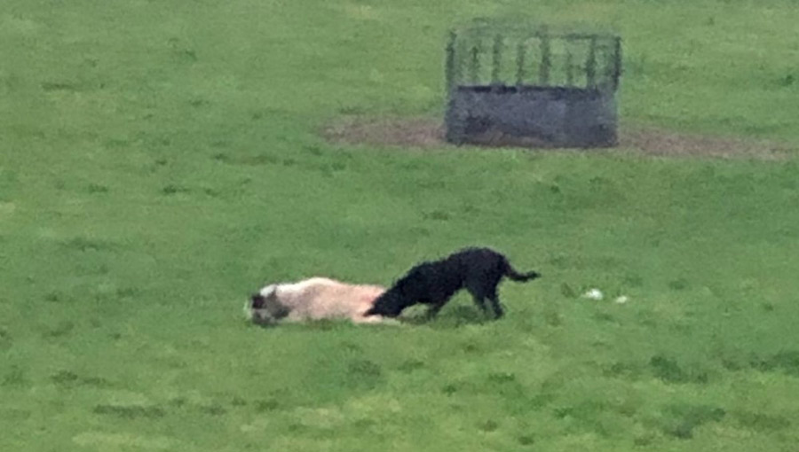 dog attacking sheep