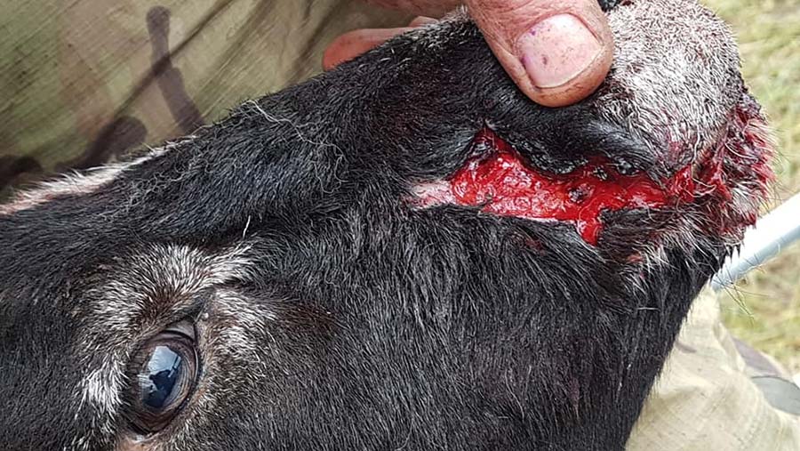 Close=up of bite marks on sheep's face