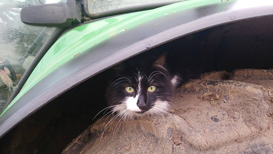 Cain the cat sitting on a tractor wheel