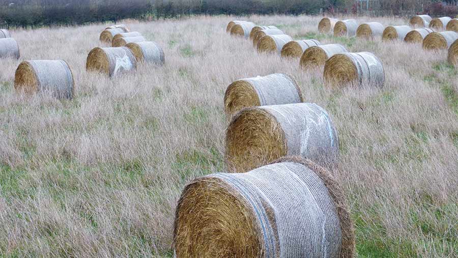 Rows of round bales in a field