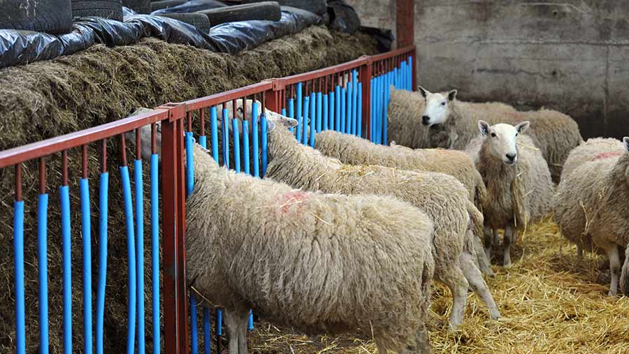 Ewes feeding on silage