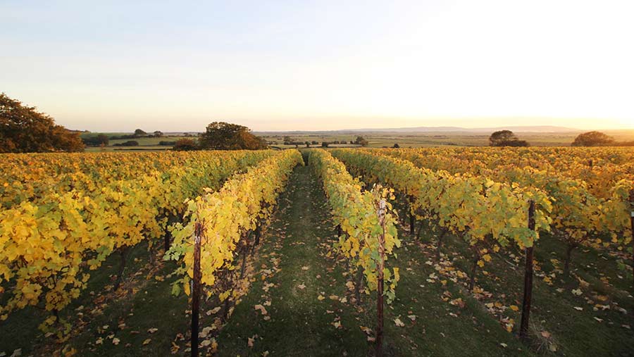 A view across a Sussex vineyard sold by BTF Partnership last year © BTF Partnership