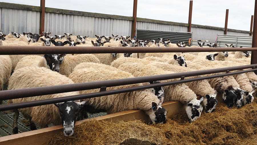 Sheep eating silage in the roofless shed