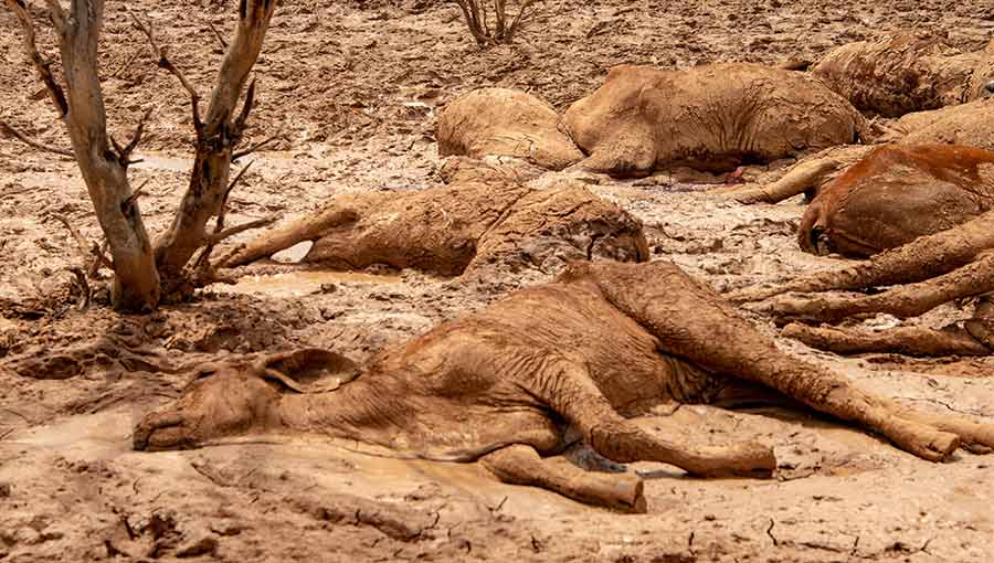 drowned cattle Australia