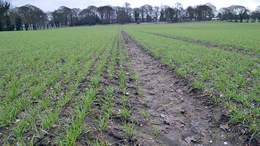 Early growth of Crusoe wheat