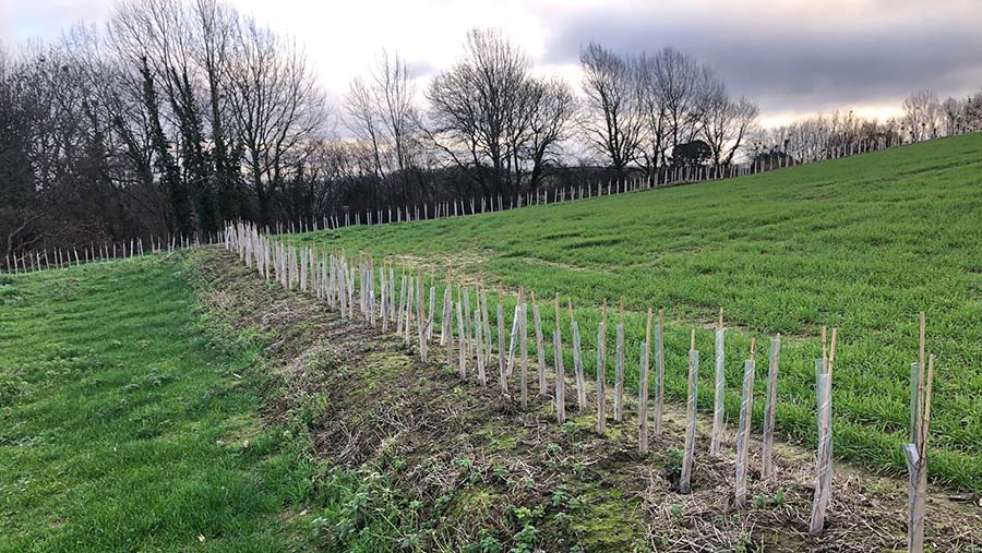Hedge planting funded by the 2018 auction