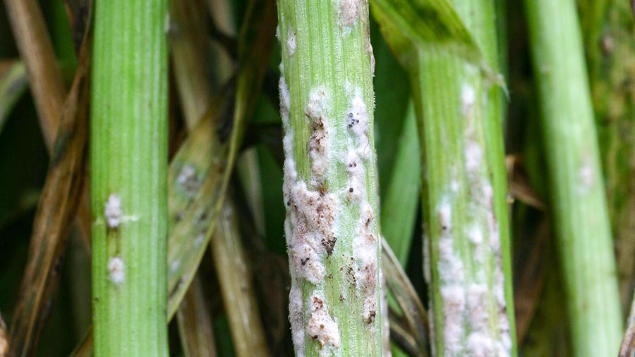 Severe attack of mildew on winter wheat