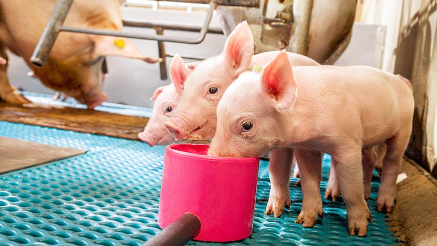 Piglets feeding from a plastic cup