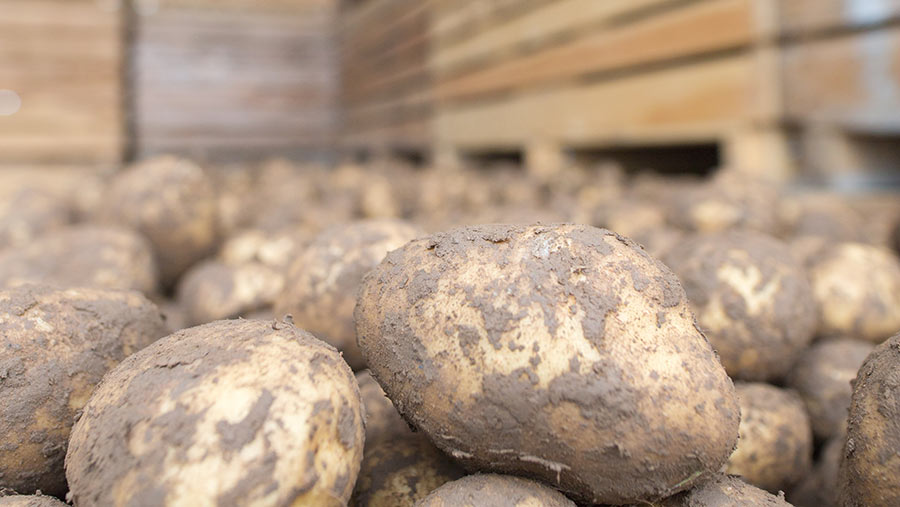 Potatoes in a store