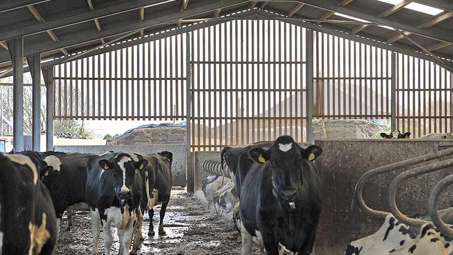 Cows in shed with perforated box cladding